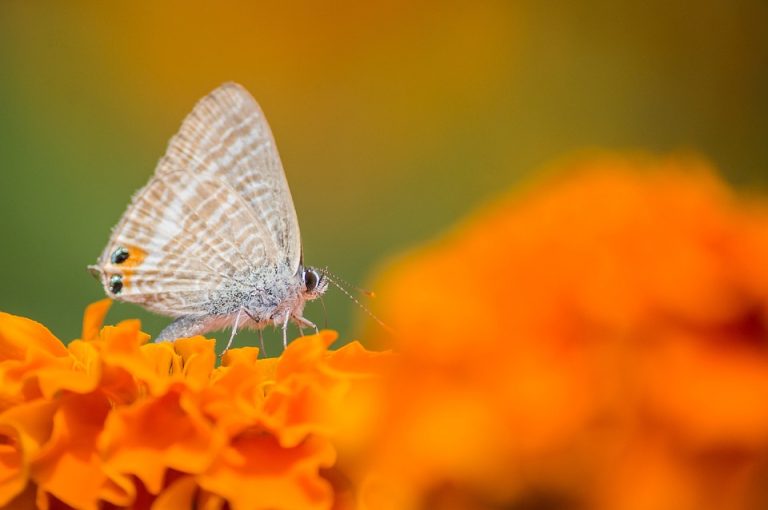 butterfly-7353884_960_720.jpg