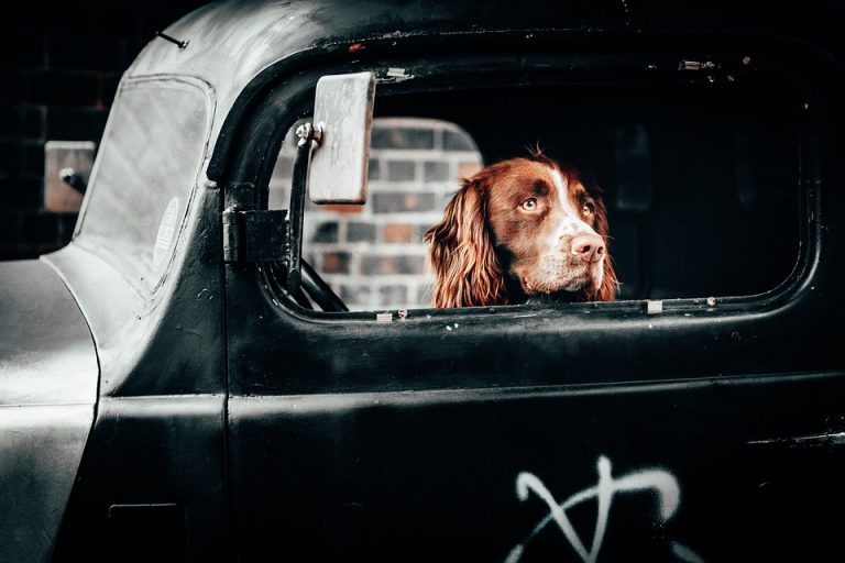 dog-4303277_960_720.jpg