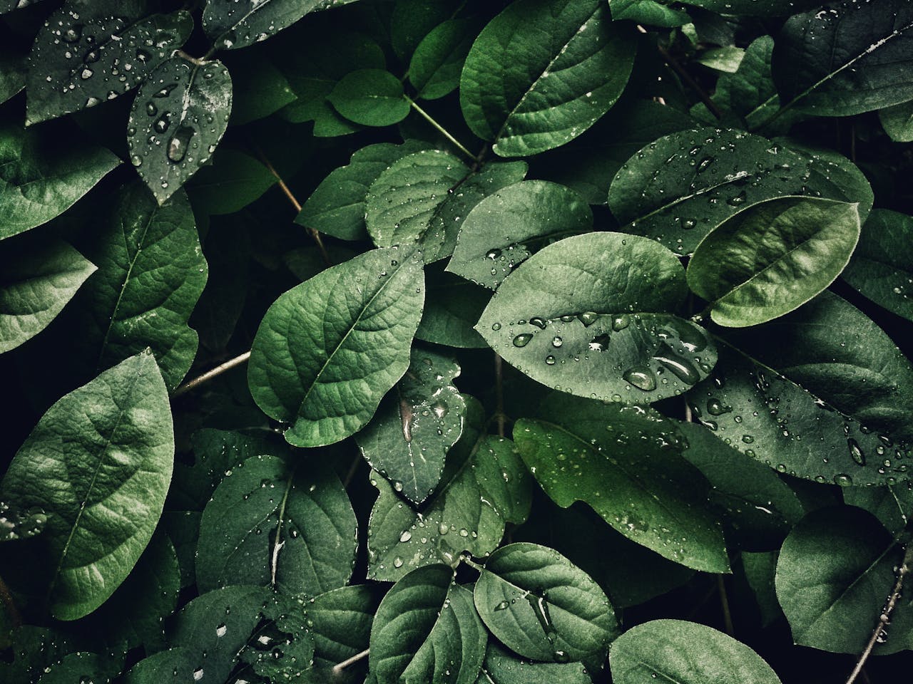 Nieuwsplatform Planten