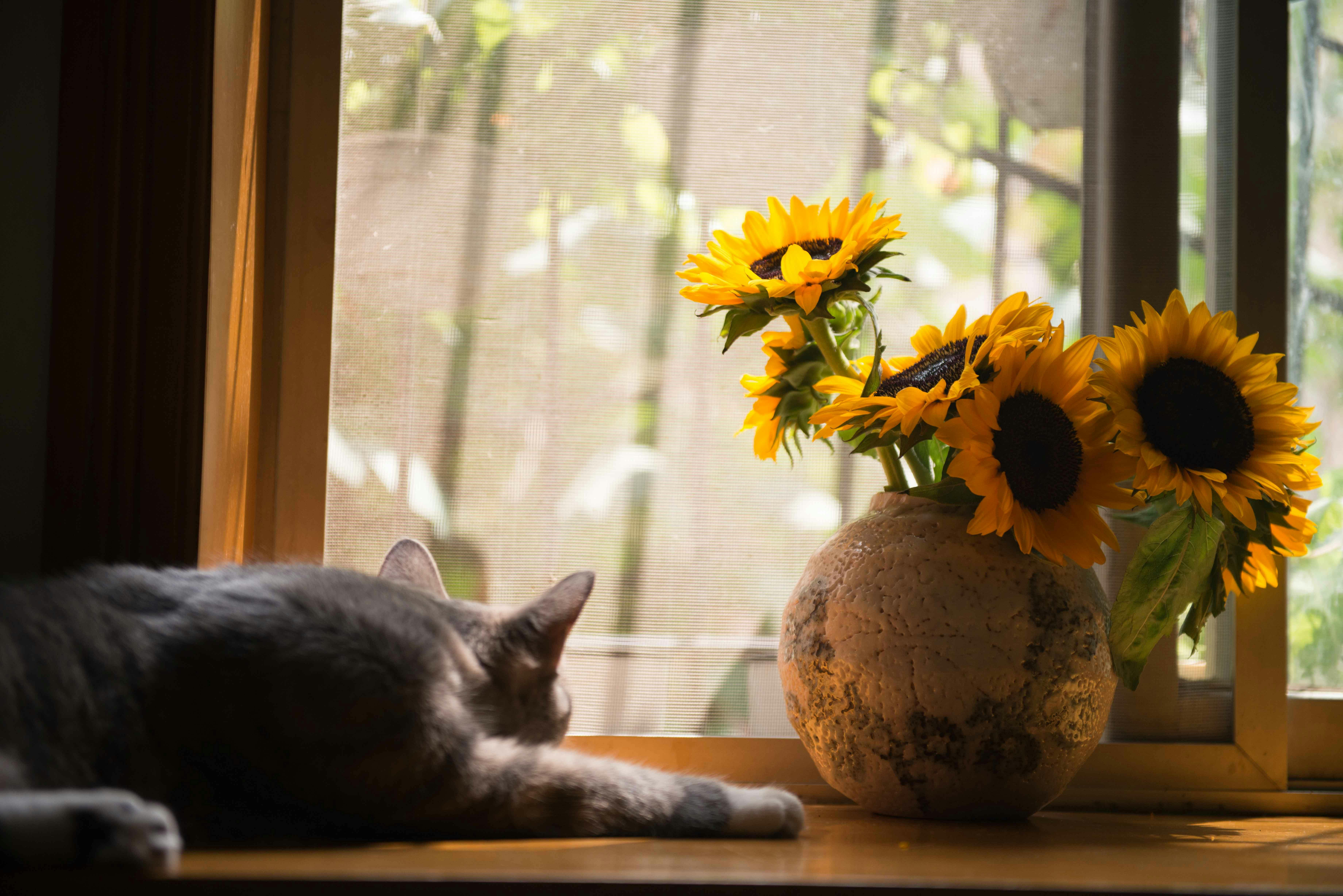 Welke planten zijn gevaarlijk voor je kat? Alles over giftige planten voor katten