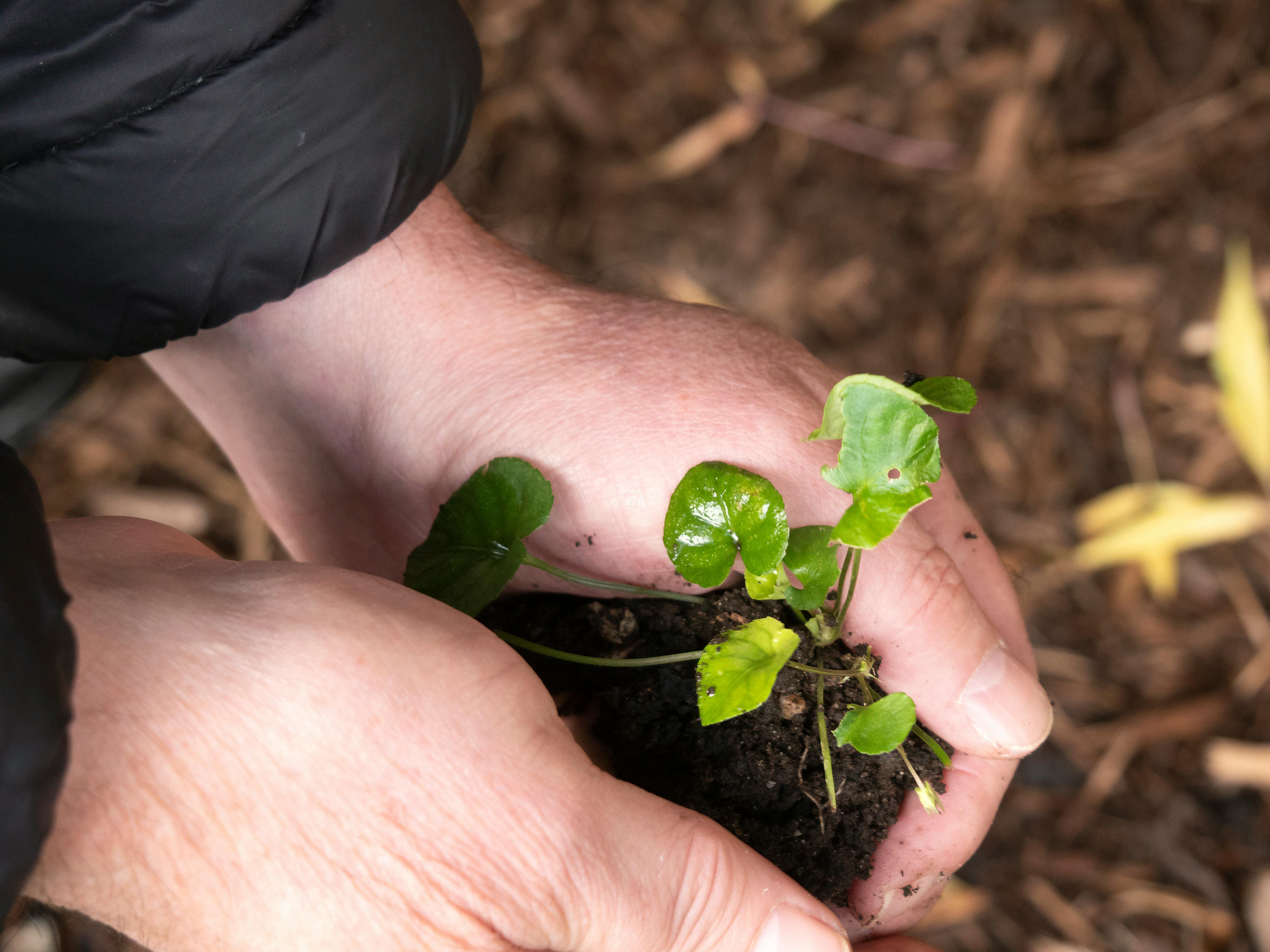 Buitengenieten met schaduwplanten: je tuin vol leven zonder zon