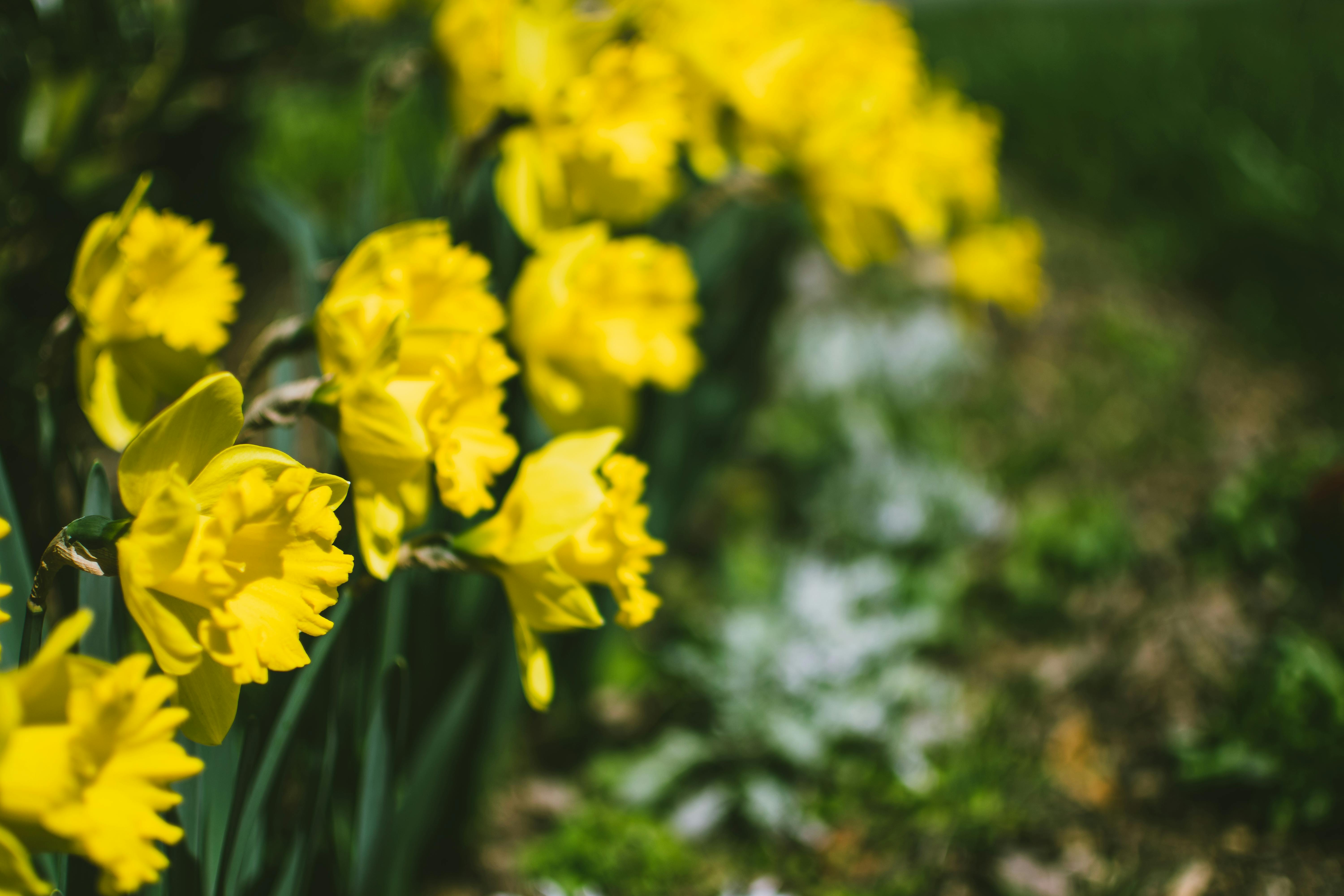Kleur en leven in de schaduw met vaste planten