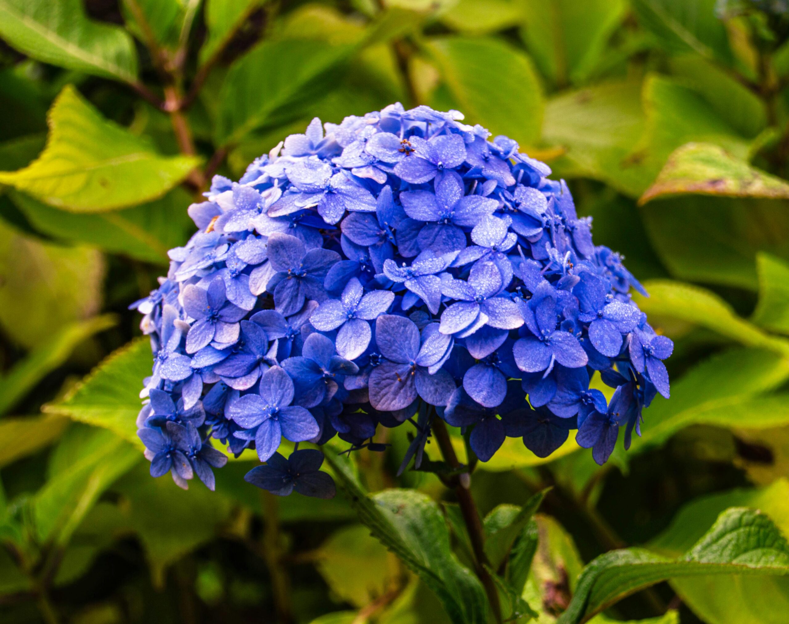 Blauwe regen planten in je tuin: alles wat je moet weten