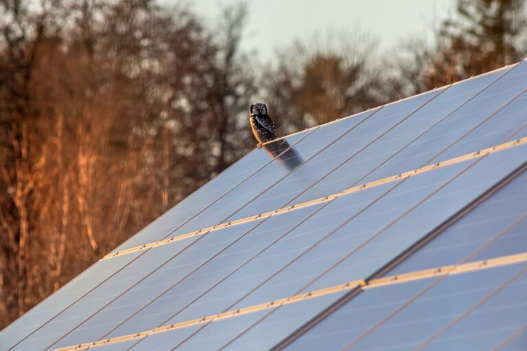 Doorzichtige kracht: alles over transparante zonnepanelen